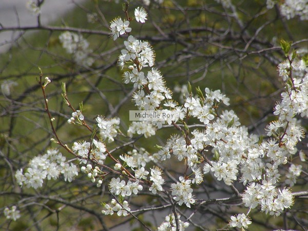 Apple tree in blossom 2
