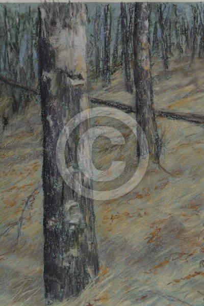 At the forest Edge