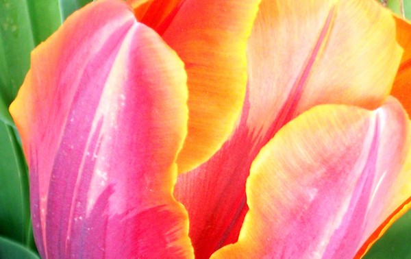 Vibrant Tulips