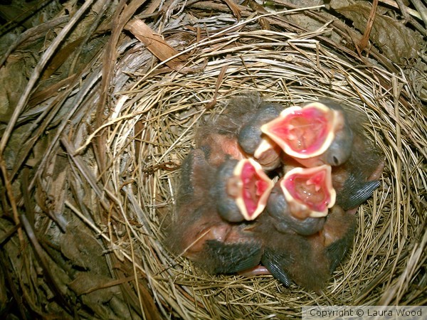 Hungry Baby Cardinals