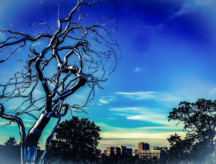 Tree and Skyline