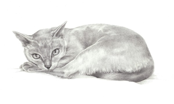 Sleeping Cat