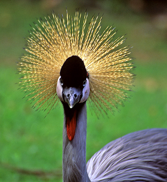 Grey Crowned African Crane