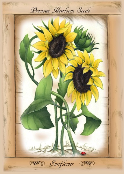 Precious Heirloom Sunflower Greetings