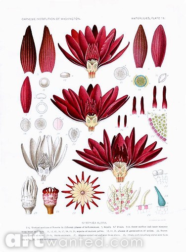 Waterlilies Nymphae Rubra