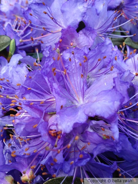 dwarf rhodedendron, blue sky