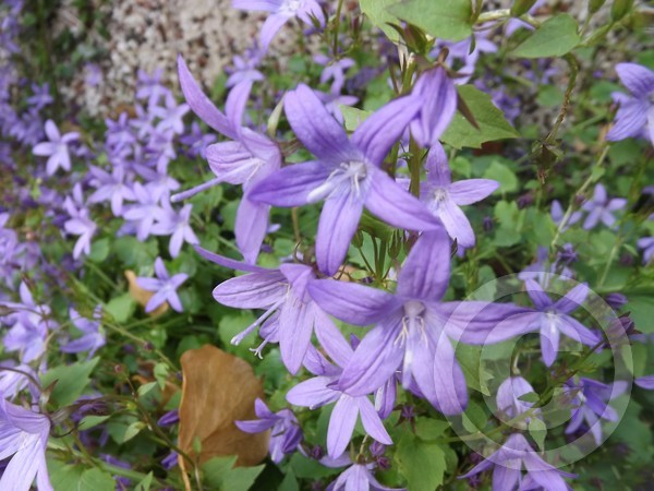 Campanula