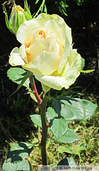 White rose