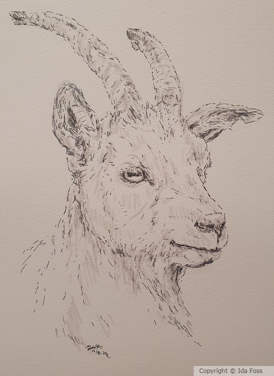 Little Nanny goat