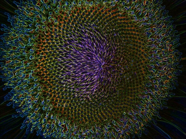 sunflower center  glowing edges