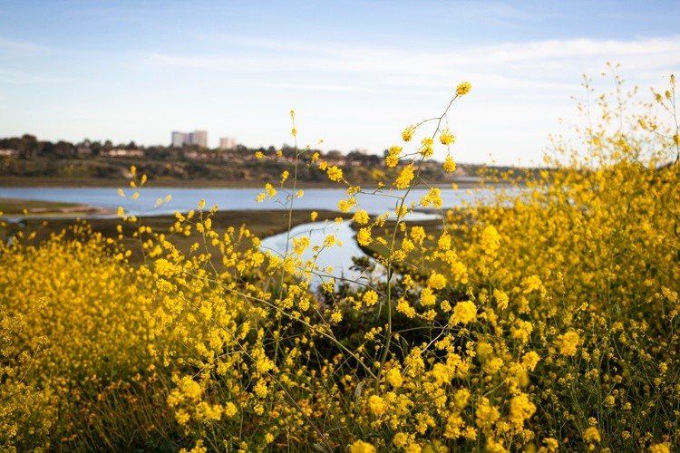 Back Bay Mustard in Bloom at the Newport Beach Upper Back Bay