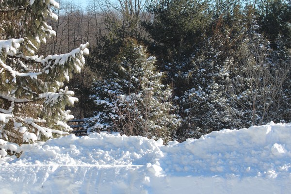 snowy wonderland