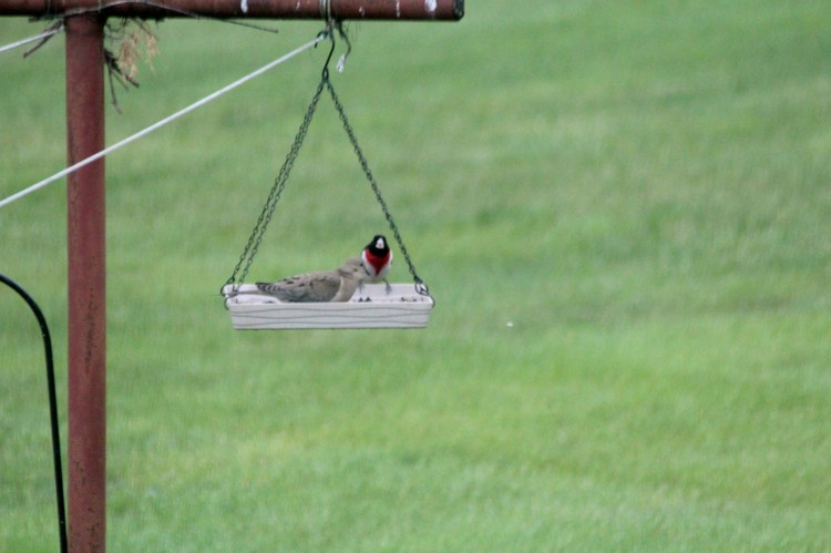 Migrating Grosbeak