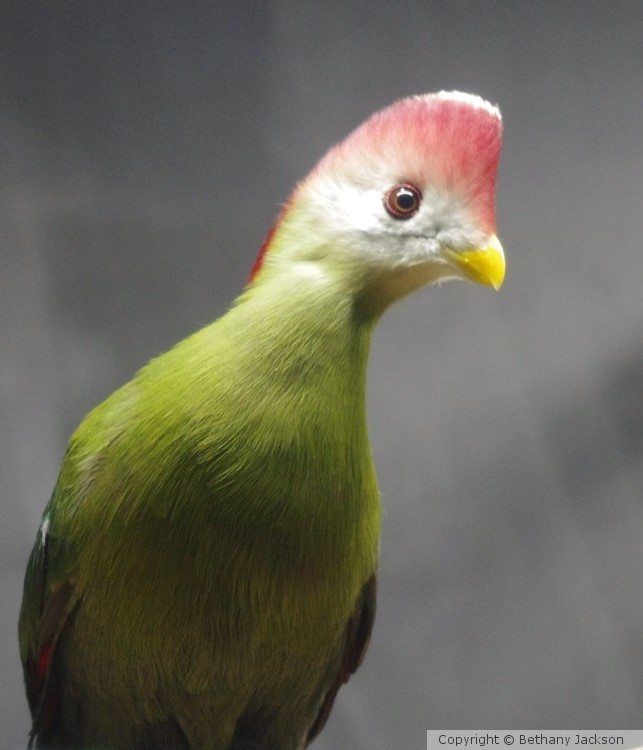 Curious Bird 1