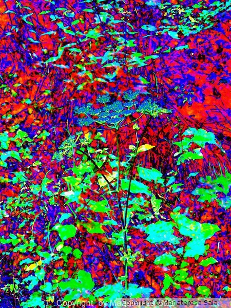 The flowers of Doss in abstract