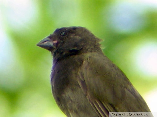 Black Faced Grassquit