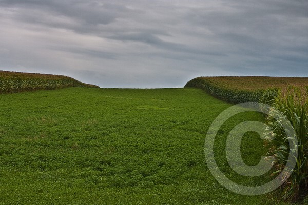 CANANDAIGUA CORNFIELDS