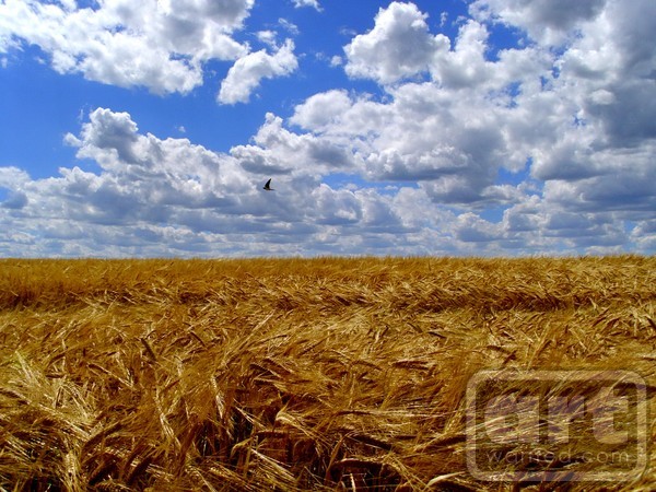 Golden field