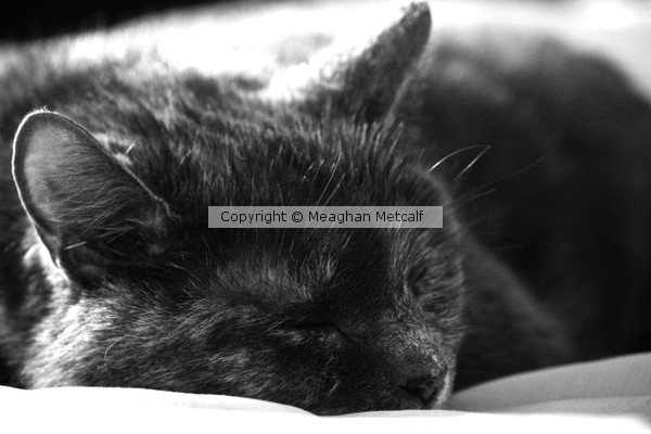 Nap Time for Zoe