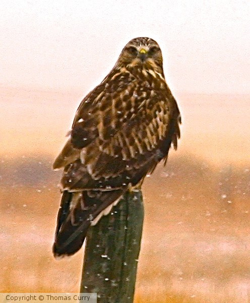 Hunter in the Snow