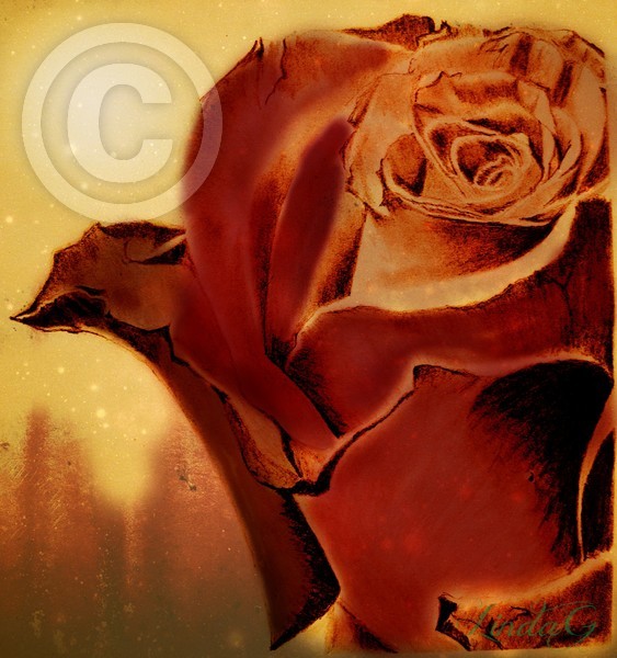 Jessica's Rose