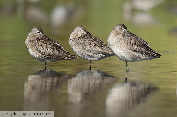 Long-billed Dowitchers