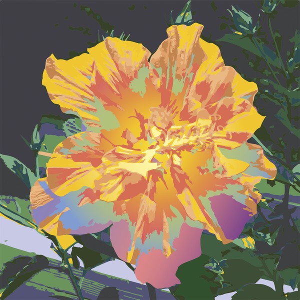 Hibiscus