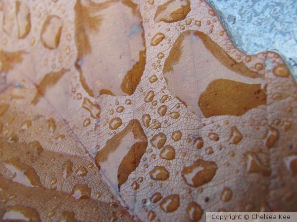 water on leaf