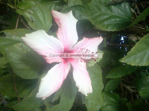 Star of Pink