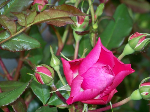 ROSE AND BUDS