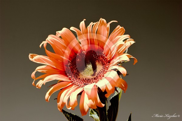 Sunflower Orange