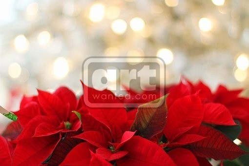 Red christmas flowers