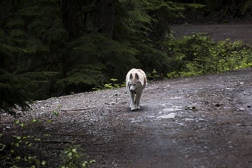 puppies (70)