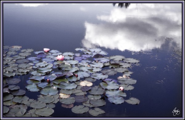 A Glow of Lilies