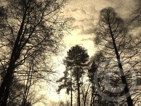 Trees