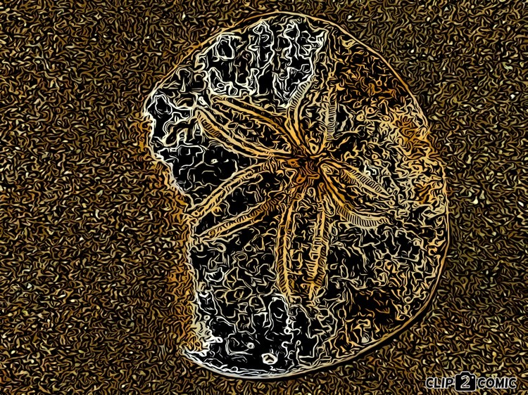 Warm starfish shell