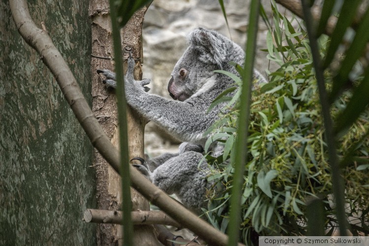 Edinburgh Zoo