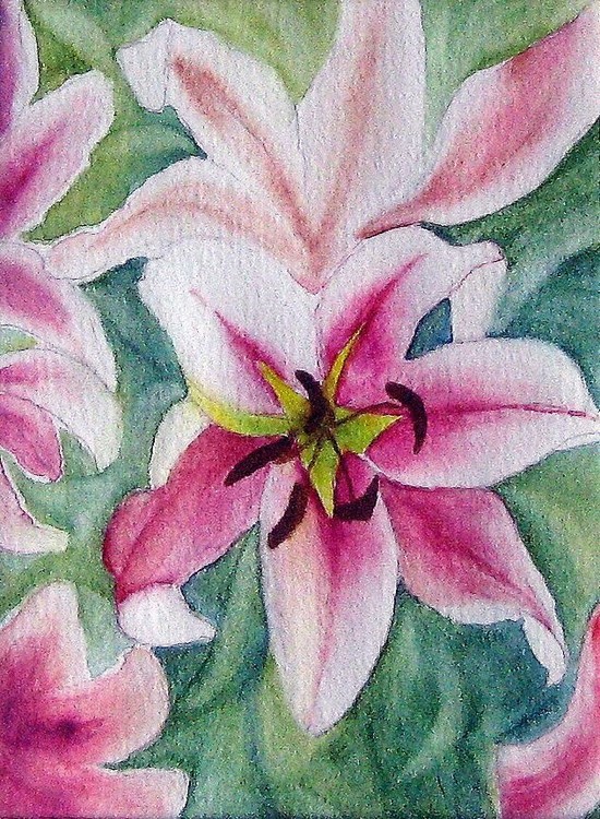 Pink Day Lily 