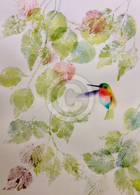 Hummingbird 