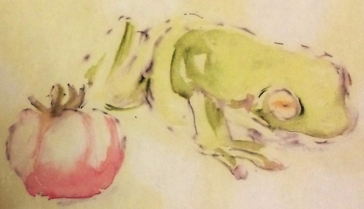 Frog & Tomato Drawing
