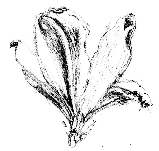 Asiatic Lily Sketch