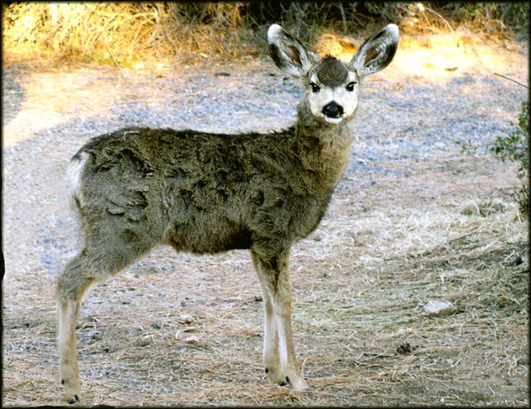 Fawn at Dawn