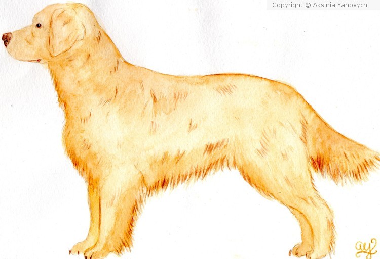 Another Golden
