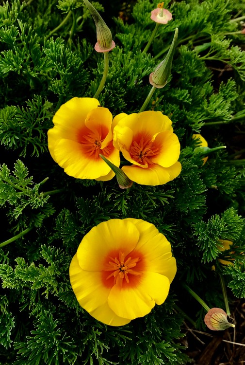 California Spring