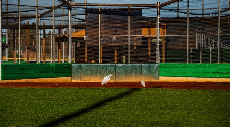 Winter Baseball at Joe DiMaggio Fields -  January 09 2026