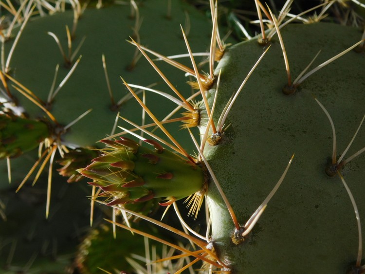 Budding Cactus