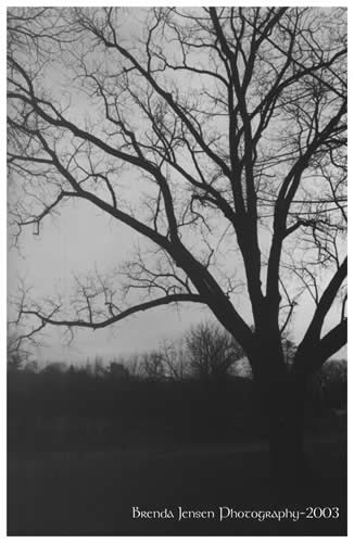 Shaddow Tree
