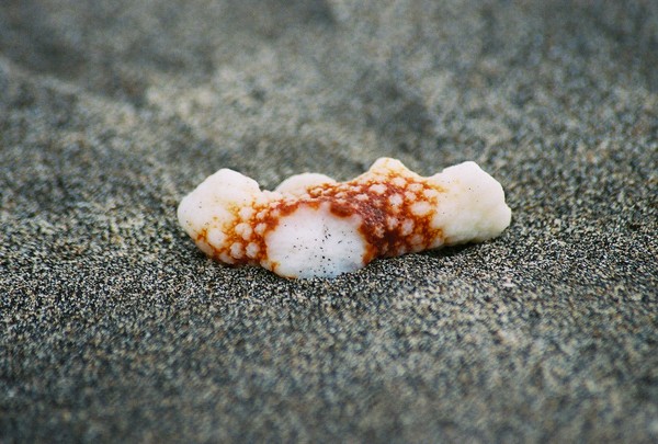 coral