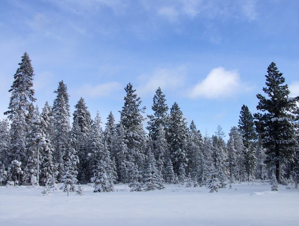 Fresh Morning Snow