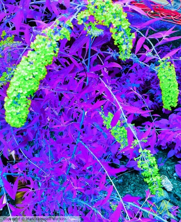 “Florescence,”©2023